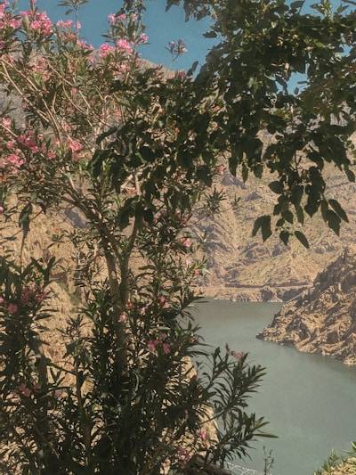 A vibrant landscape showcasing the natural beauty of Tumbes.