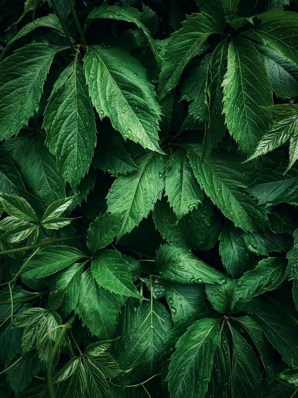 a close up of a green leafy plant