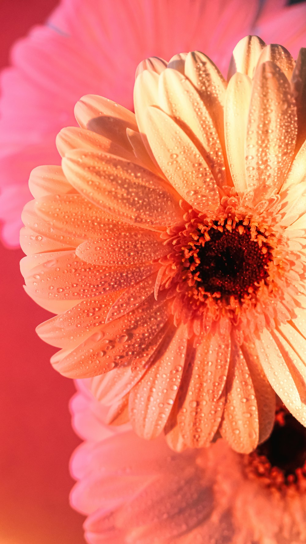 a close up of a flower with water droplets on it