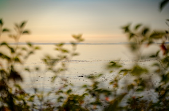 A tranquil landscape captures the golden hues of a sunset over a calm lake or sea. In the foreground, blurred green leaves frame the scene, adding depth and a natural element.