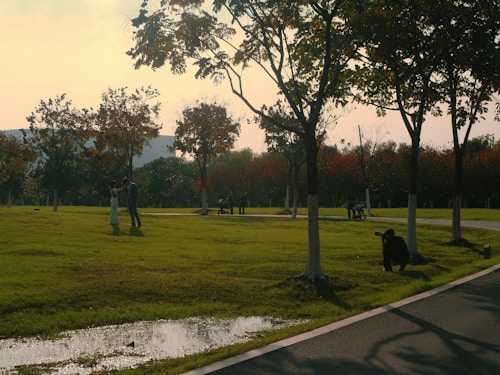 A serene park scene with a couple standing together beneath tall trees, their branches slightly swaying. The sun casts a warm glow as it sets, emphasizing autumnal hues in the foliage. A photographer squats nearby to capture the moment, while a few other people are seen walking or sitting in the distance.