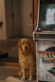 A joyful Jack Russell character playing a retro-style video game with animated music notes floating around.