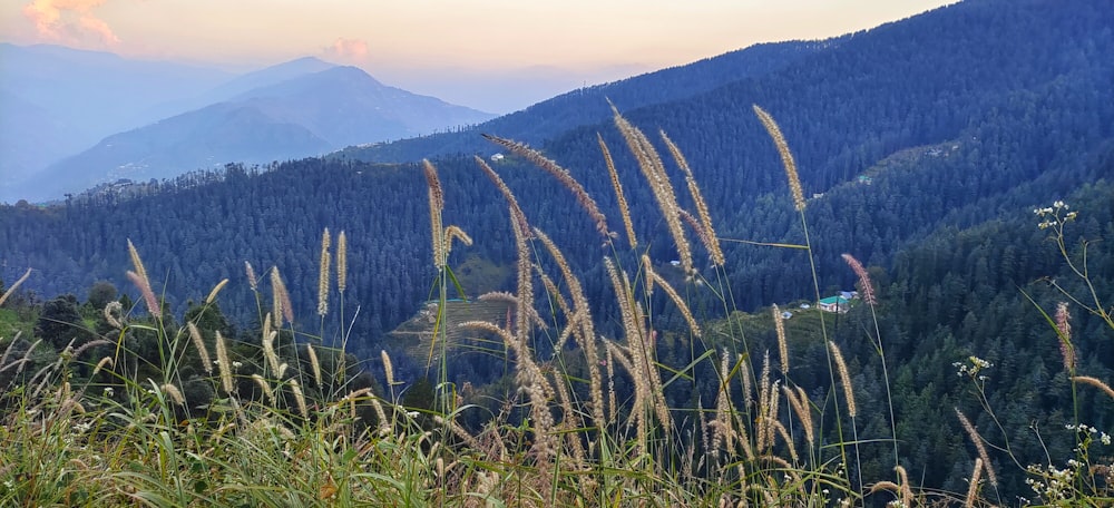 tall grass in the foreground with mountains in the background