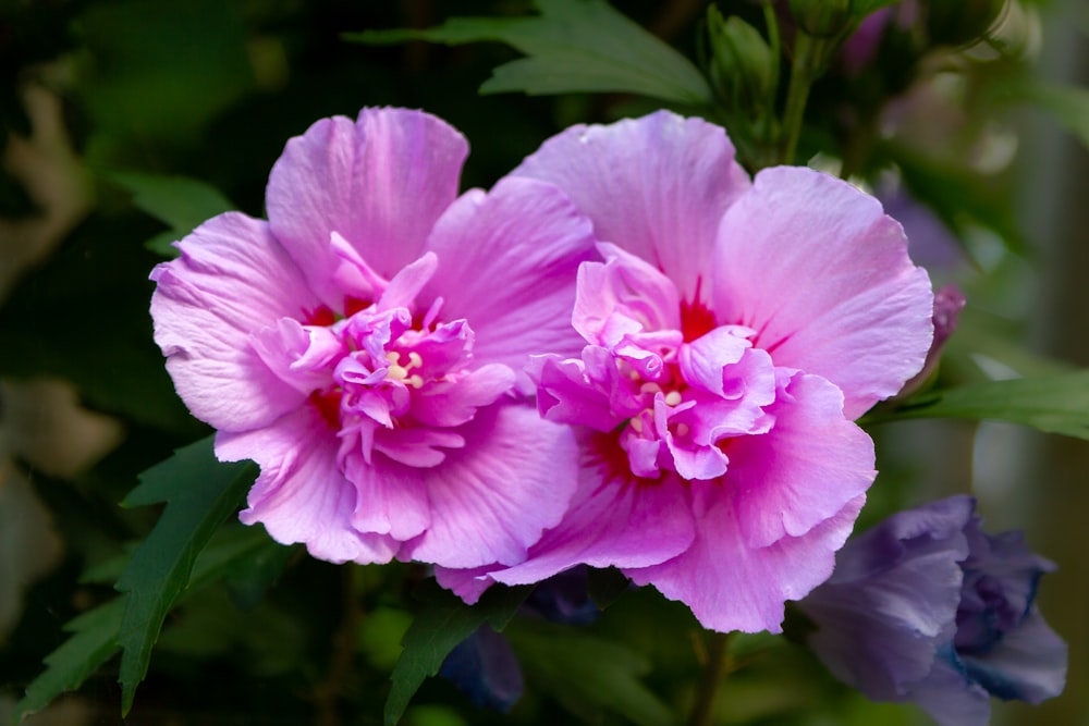 a close up of two pink flowers with green leaves