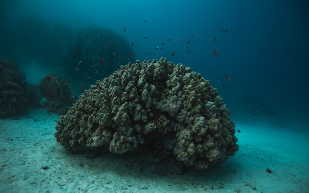 a group of fish swimming around a coral reef