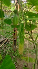 Rows of green cucumbers hanging from vines inside a well-maintained greenhouse.