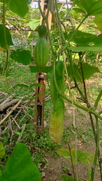 Rows of green cucumbers hanging from vines inside a well-maintained greenhouse.