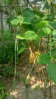 Close-up of beans climbing a trellis next to lush green lettuce leaves.