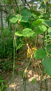 A lush green bean plant with long slender pods hanging vertically. The plant is supported by wooden stakes and surrounded by other foliage, growing in a patch of soil. A yellowing leaf is visible, contrasting with the vibrant green leaves.