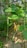 A lush green bean plant with long slender pods hanging vertically. The plant is supported by wooden stakes and surrounded by other foliage, growing in a patch of soil. A yellowing leaf is visible, contrasting with the vibrant green leaves.