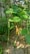 A lush green bean plant with long slender pods hanging vertically. The plant is supported by wooden stakes and surrounded by other foliage, growing in a patch of soil. A yellowing leaf is visible, contrasting with the vibrant green leaves.