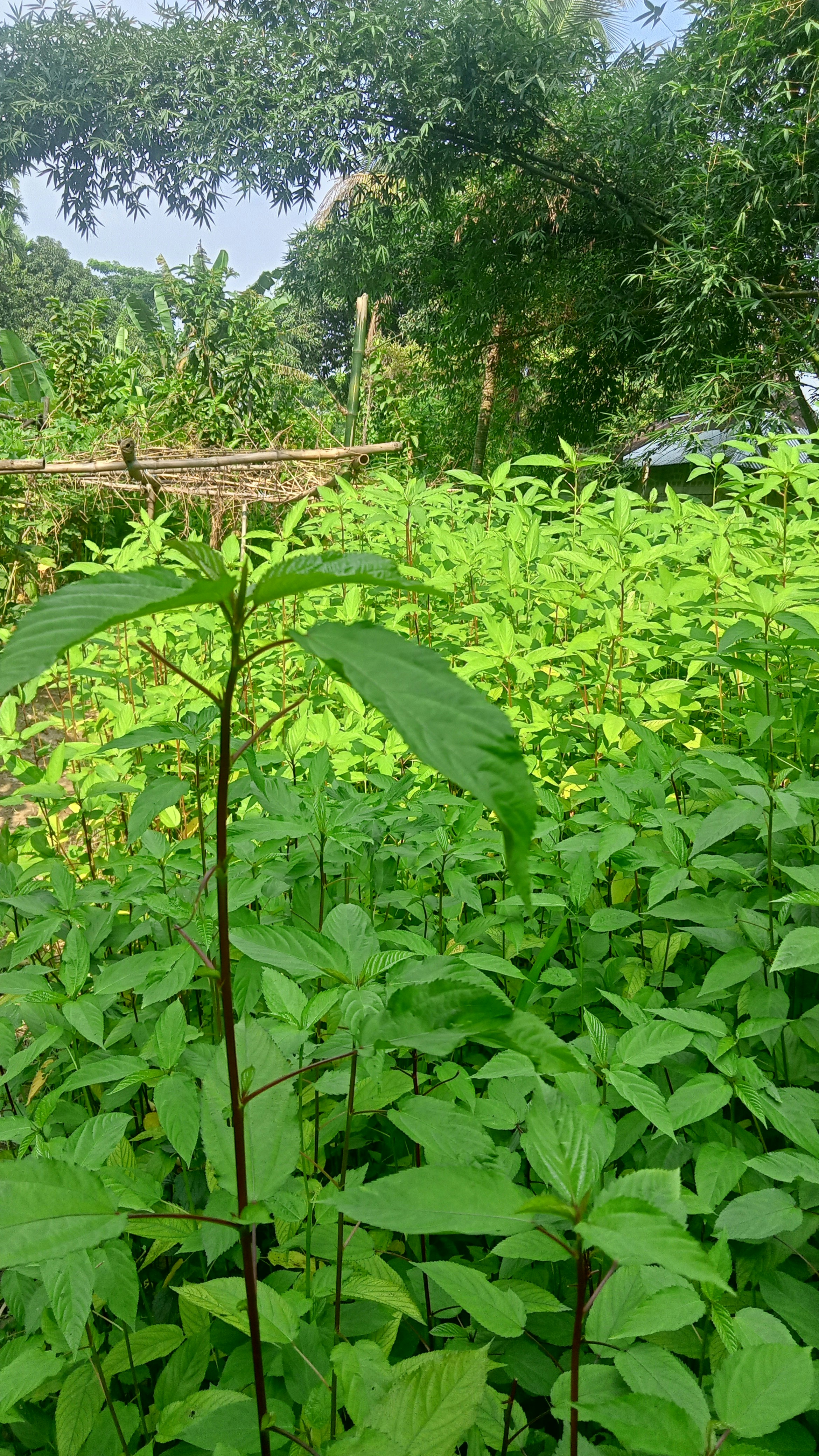 Landscape design drawing and planning with green plants in bright natural setting