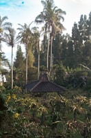 Cyclone-resistant wooden gazebo framed by lush Caribbean greenery at sunset
