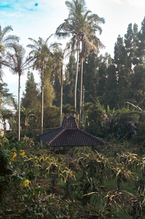 Cyclone-resistant wooden gazebo framed by lush Caribbean greenery at sunset