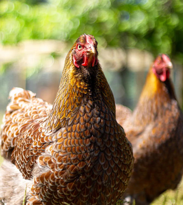 Free-range chickens in a grassy yard