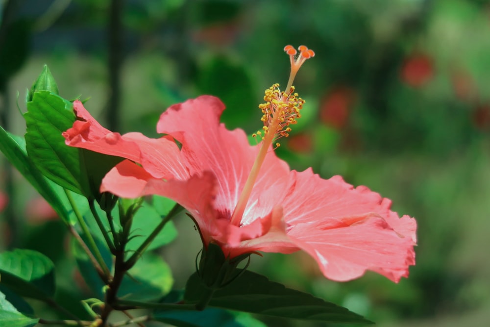 a pink flower with green leaves in the background