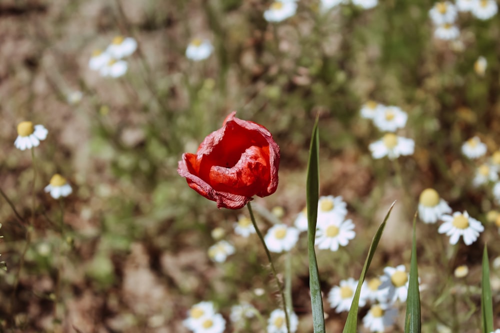 a single red flower in a field of daisies