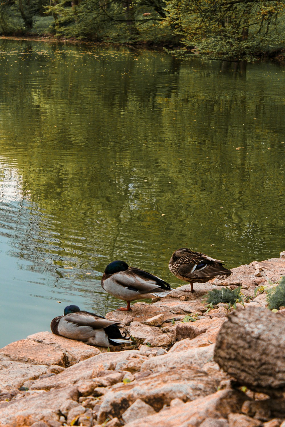 a couple of ducks standing on top of a river