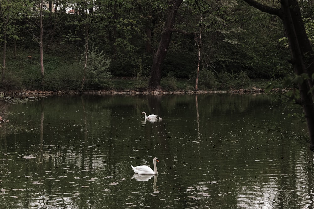 two swans swimming in a lake surrounded by trees