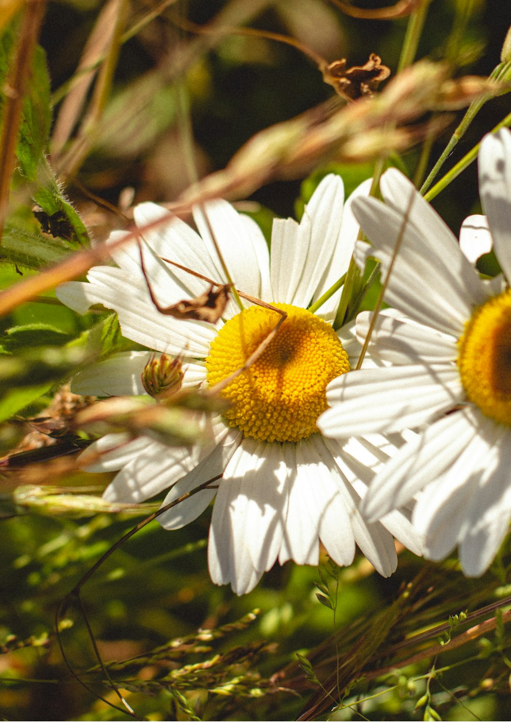 a yellow and white insect on a white flower