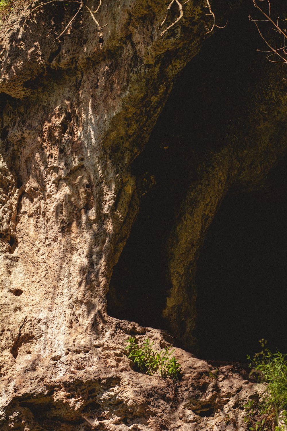 a sheep is standing in a cave on a rock