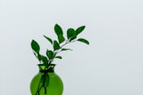 Minimalist botanical arrangement featuring deep green foliage against a white background.