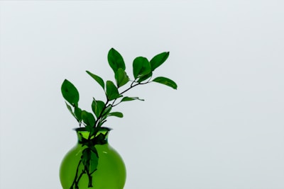 Minimalist botanical arrangement featuring deep green foliage against a white background.