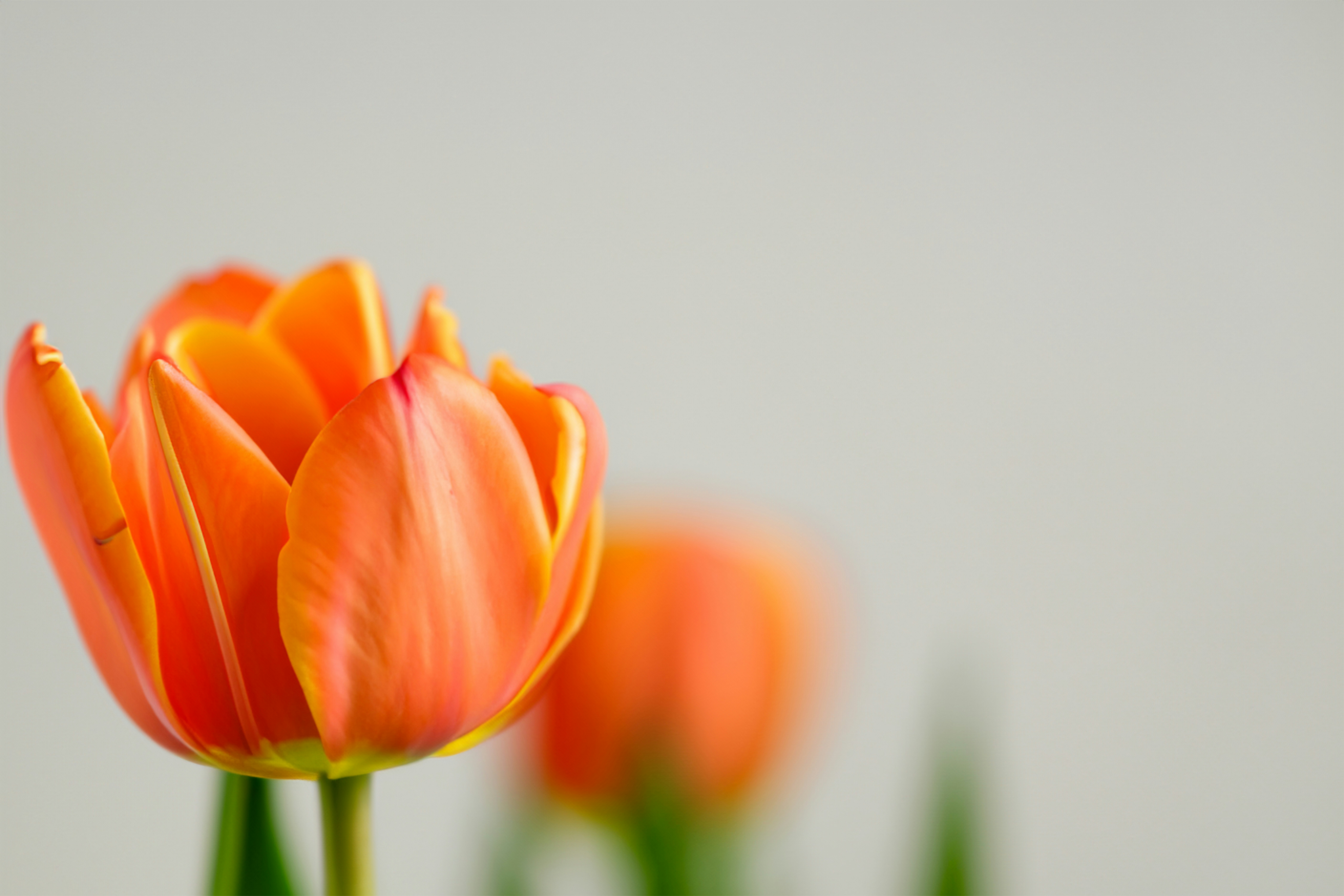 Photo by safwan_thottoli