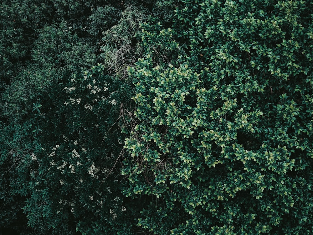 the top view of a green tree with lots of leaves