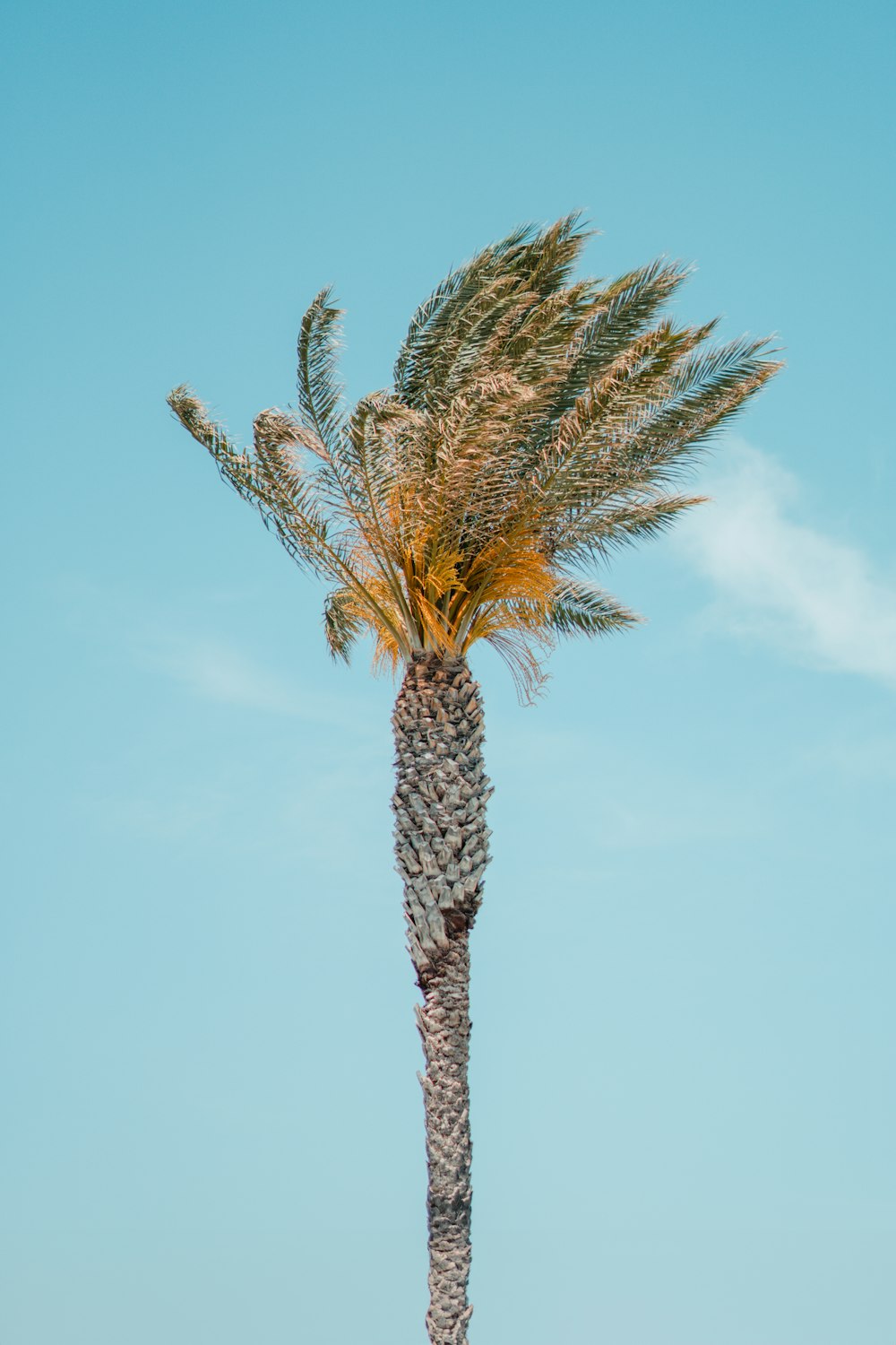 a palm tree with a blue sky in the background