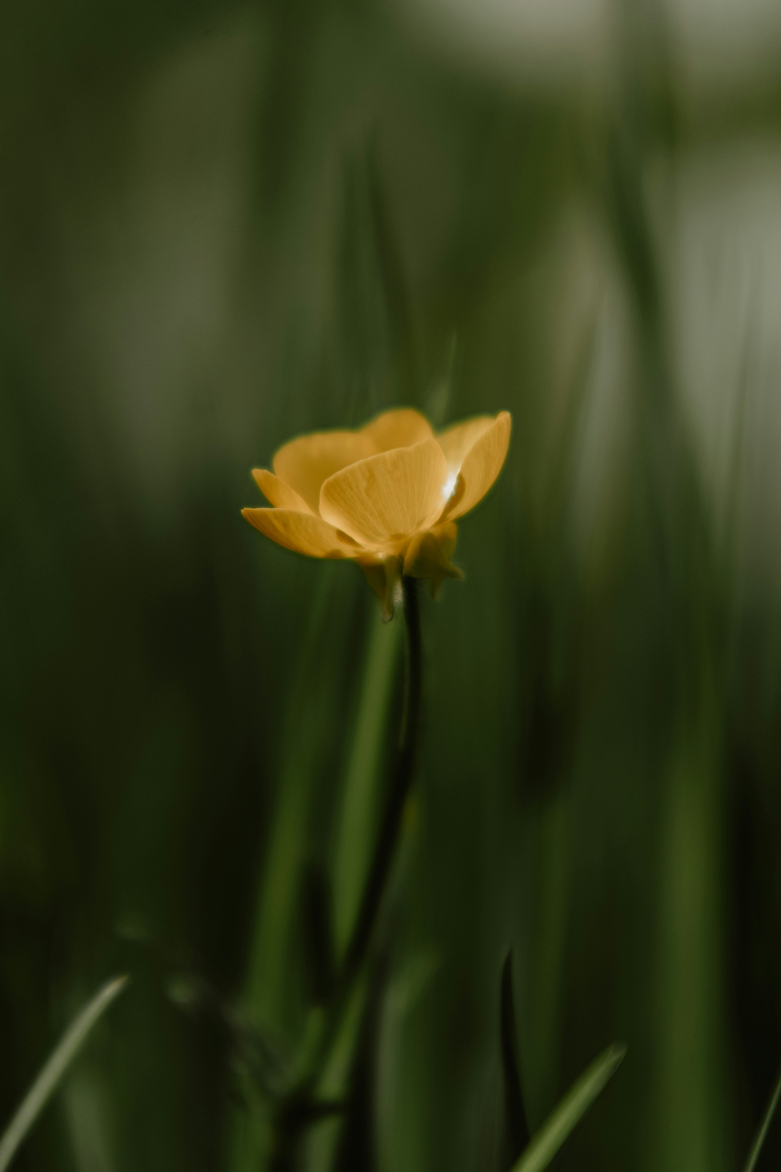 a single yellow flower sitting in the middle of tall grass