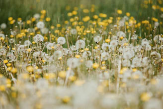 a field full of yellow and white flowers