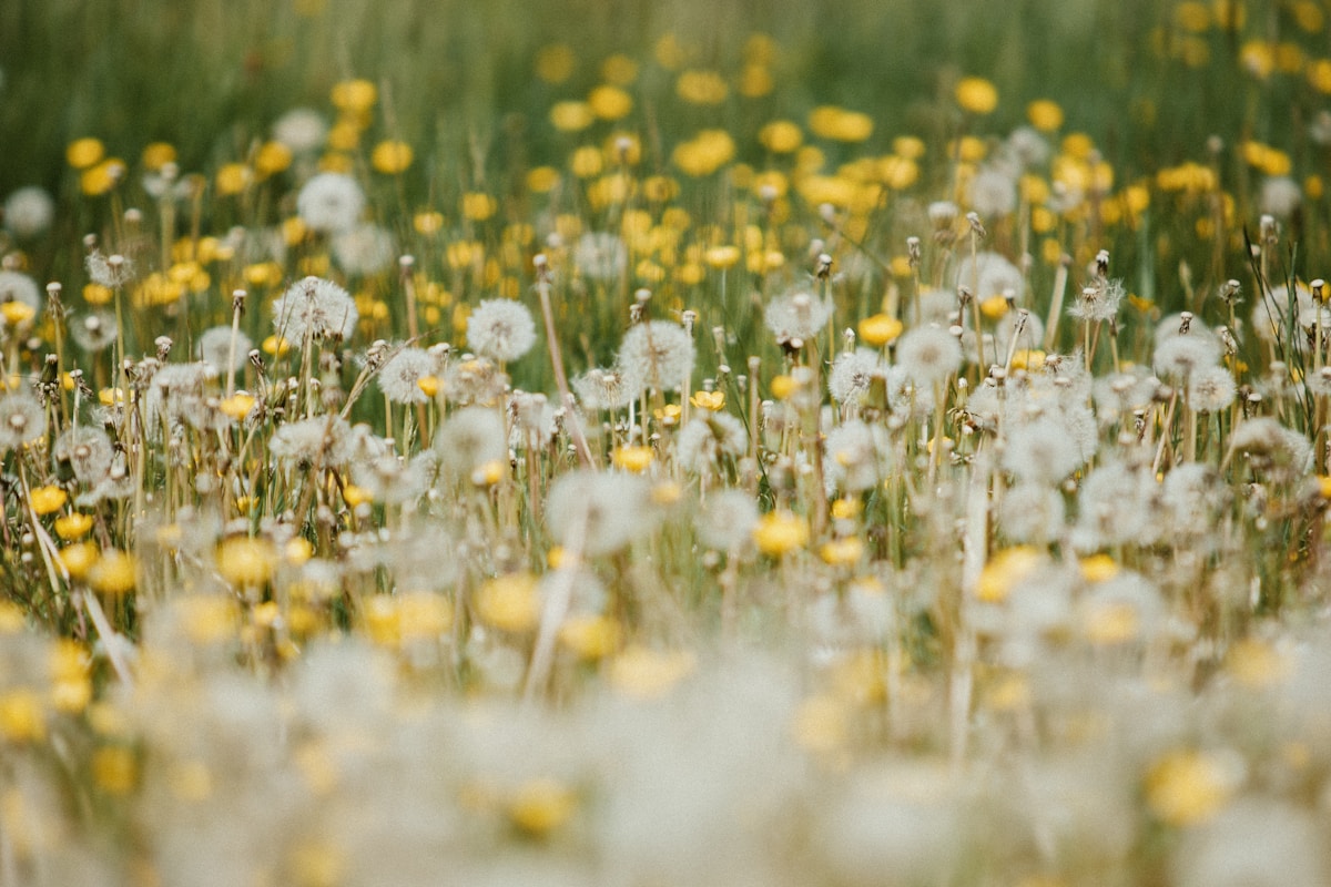 How Do You Prepare Dandelions For Baking Without Bitterness