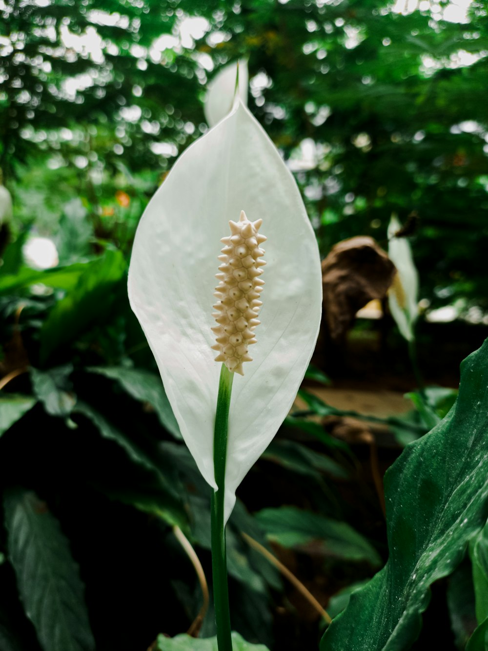 a white flower with a long stem in the middle of a forest