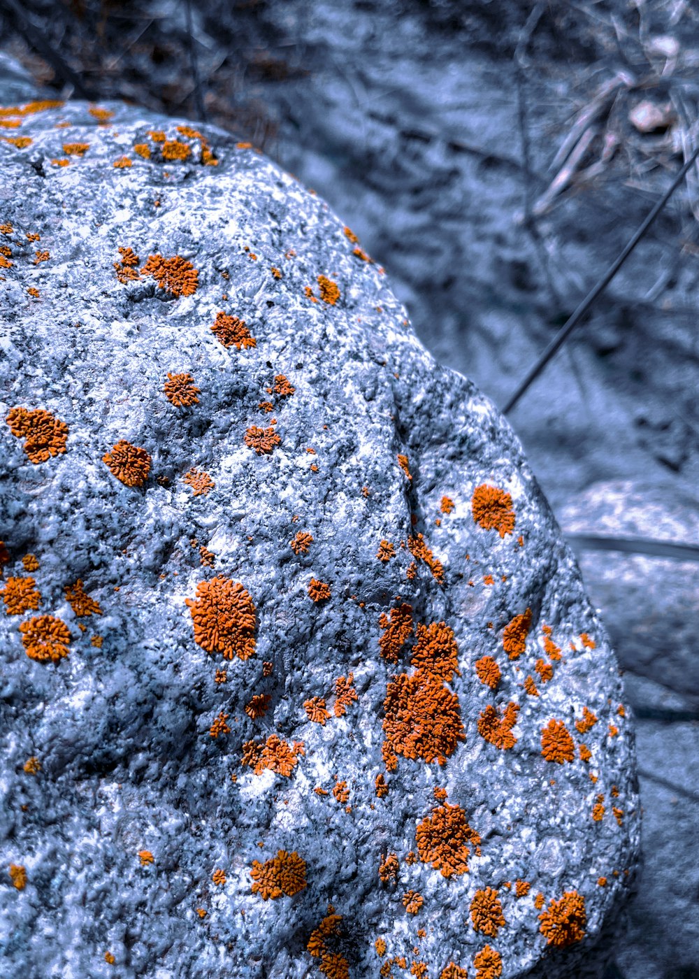 a rock covered in orange and white lichen