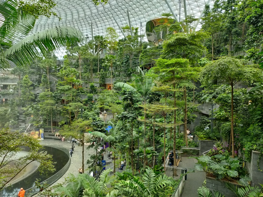 a view of the inside of a tropical forest
