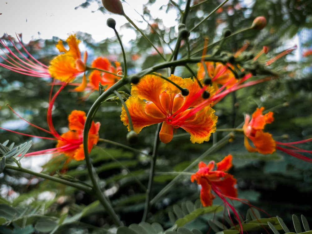 a close up of a plant with orange and red flowers