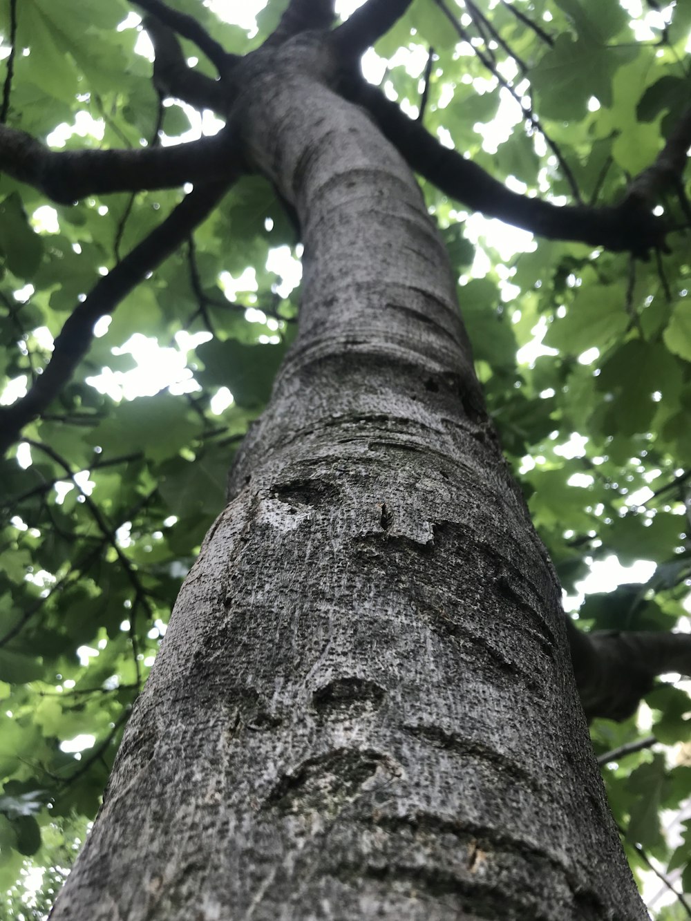 a tall tree with lots of green leaves