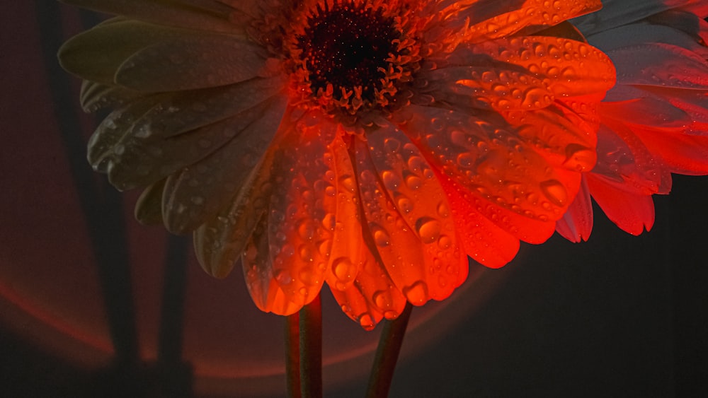 a close up of a flower with water droplets on it