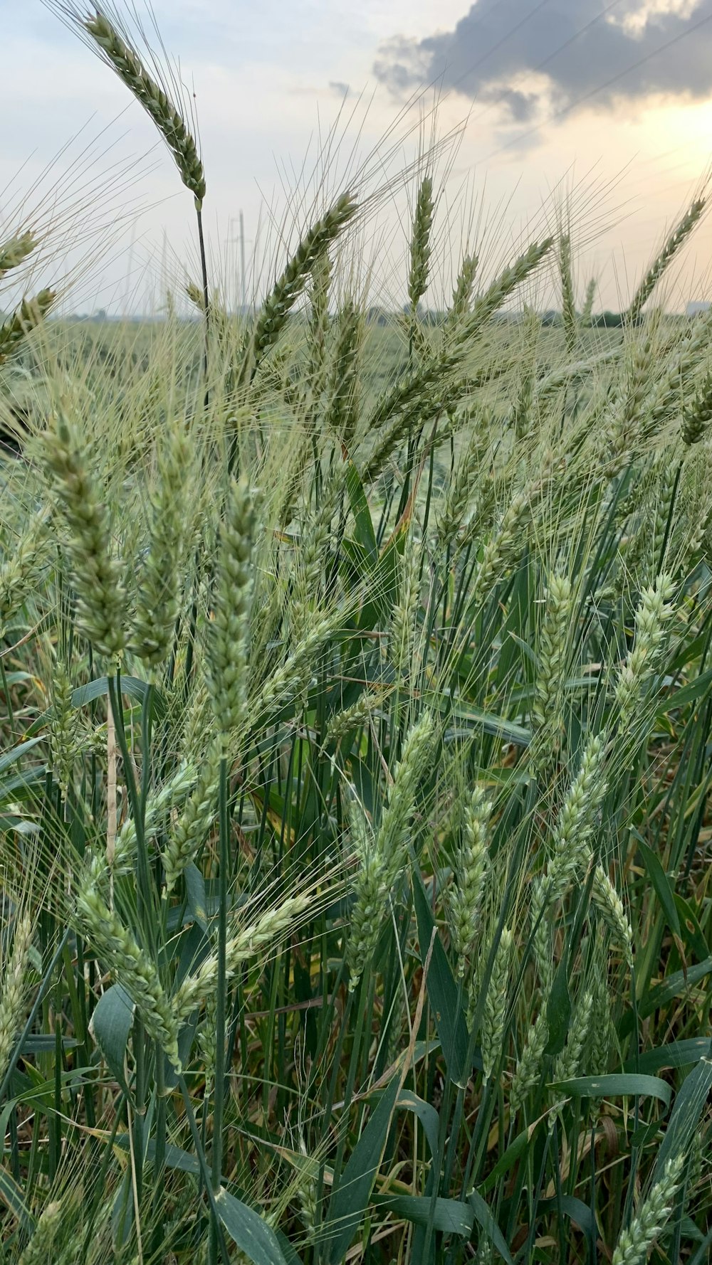 a field of green grass under a cloudy sky