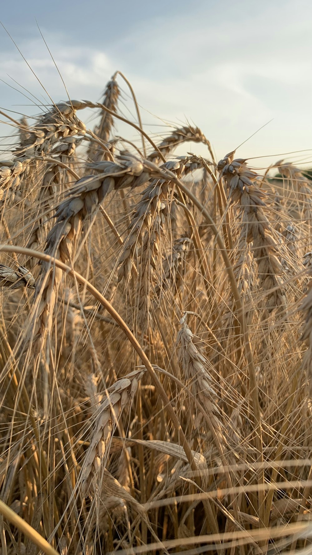 a field of ripe wheat ready to be harvested