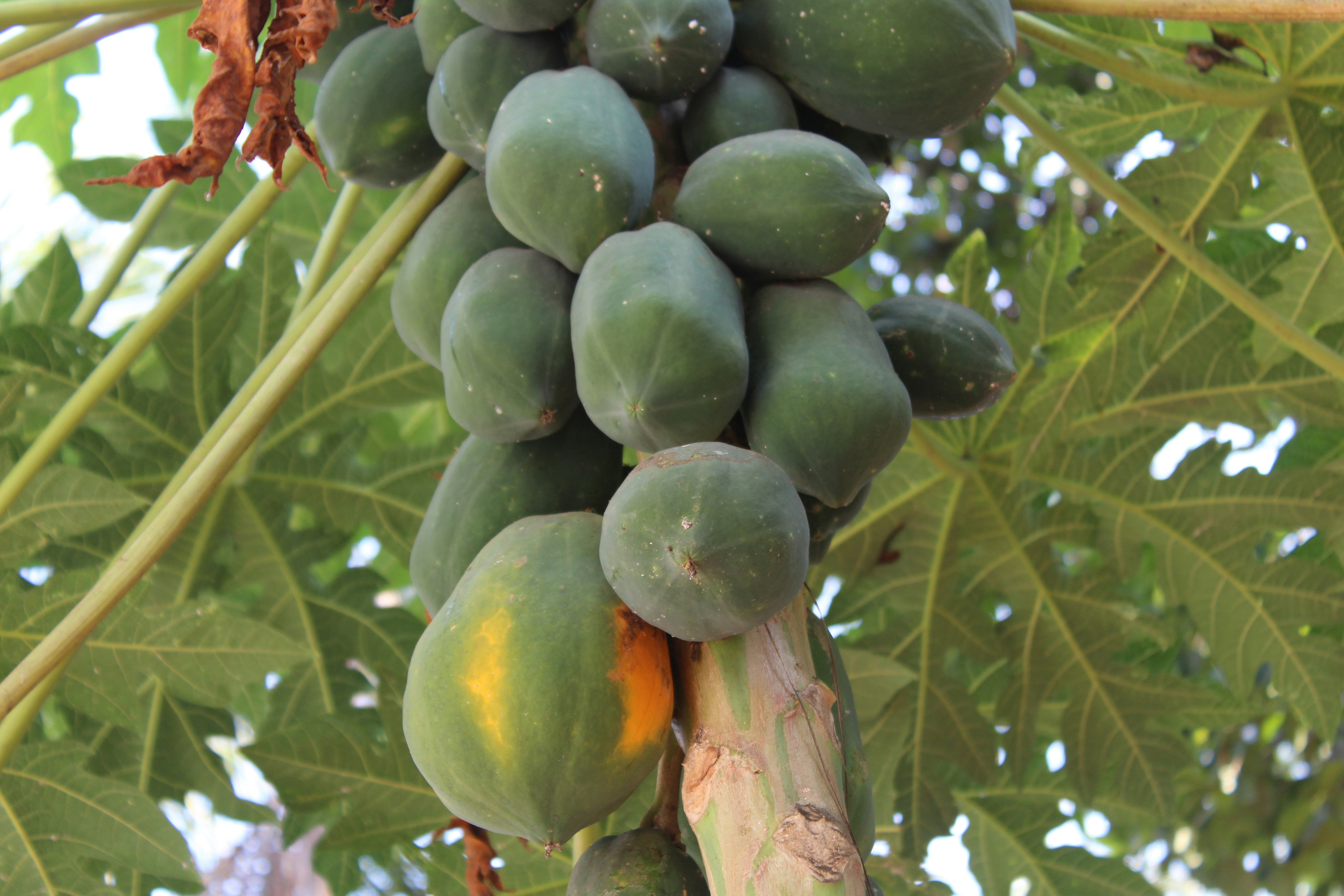 Photo by dipuchandran