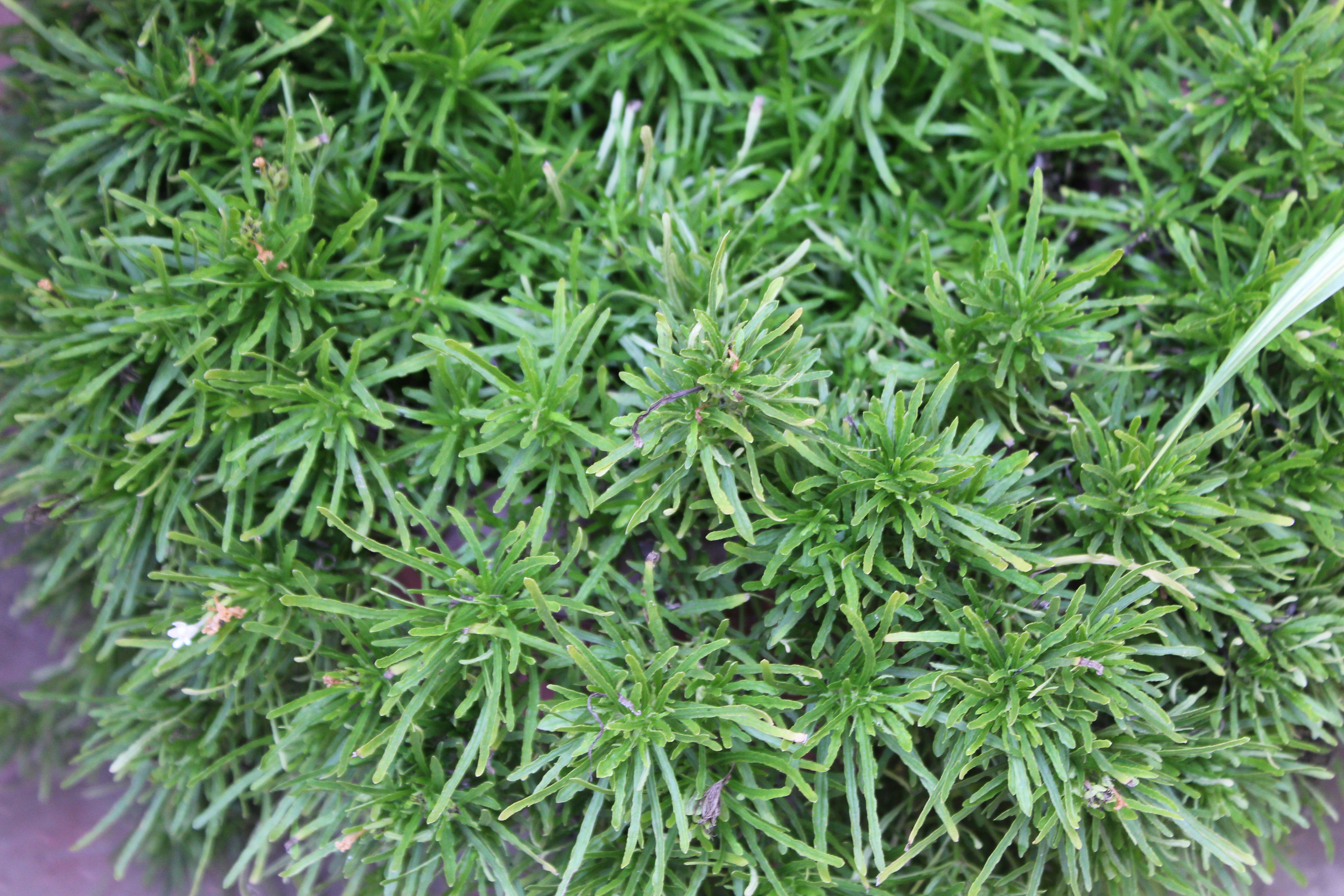 Photo by dipuchandran