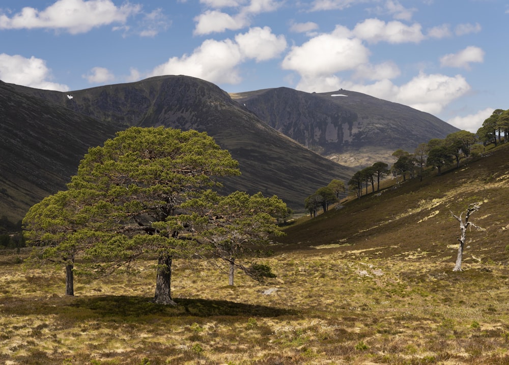 a lone tree in a field with mountains in the background