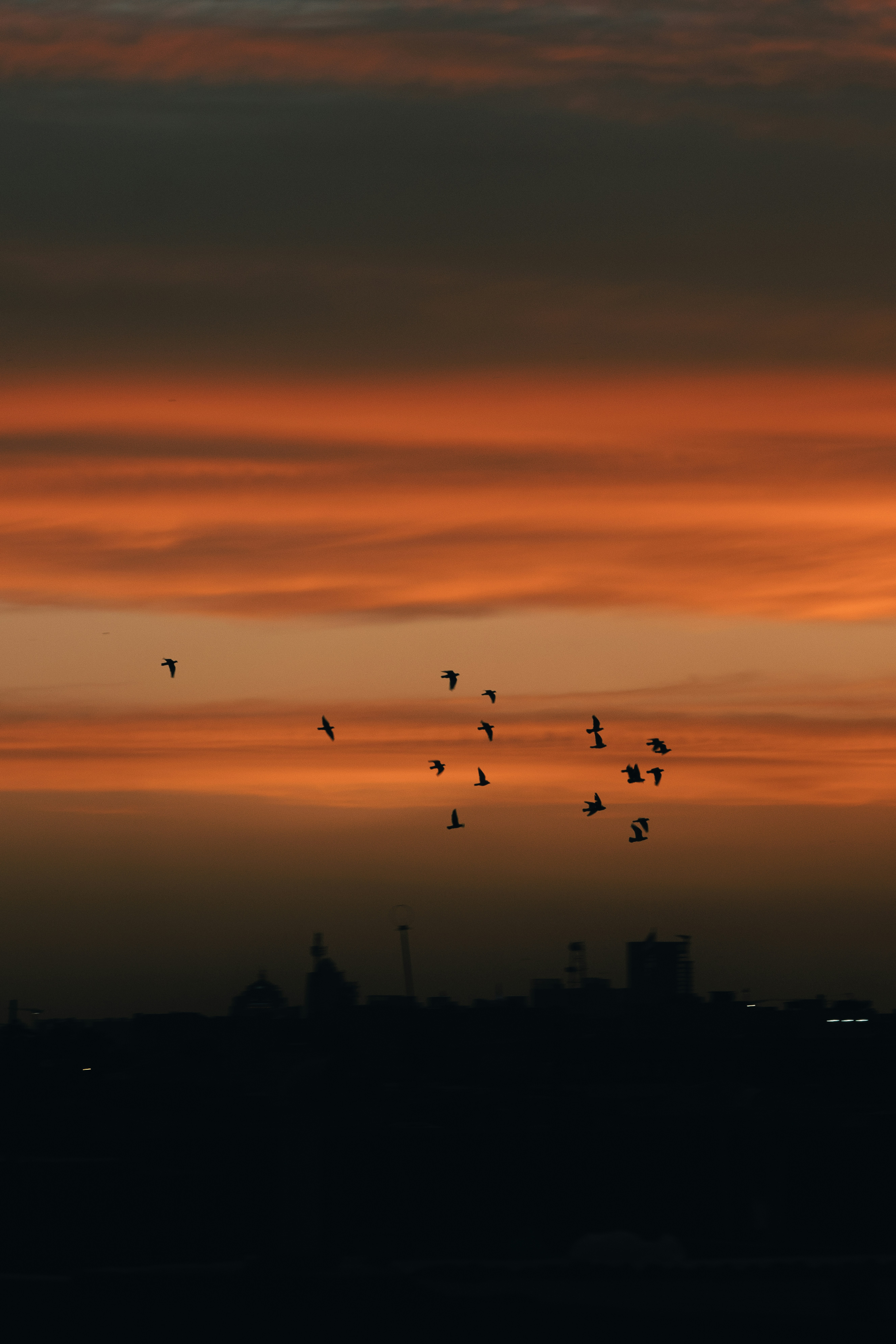 해질녘 도시 위를 날아다니는 새 떼