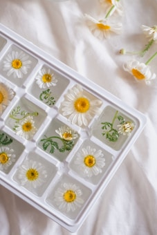A white ice tray containing clear ice cubes with daisies and green leaves frozen inside. Several daisies also rest on a soft, white fabric surface next to the tray, creating a delicate and natural arrangement.