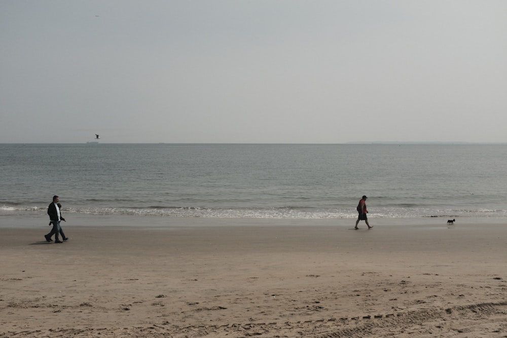 two people walking on the beach with a dog