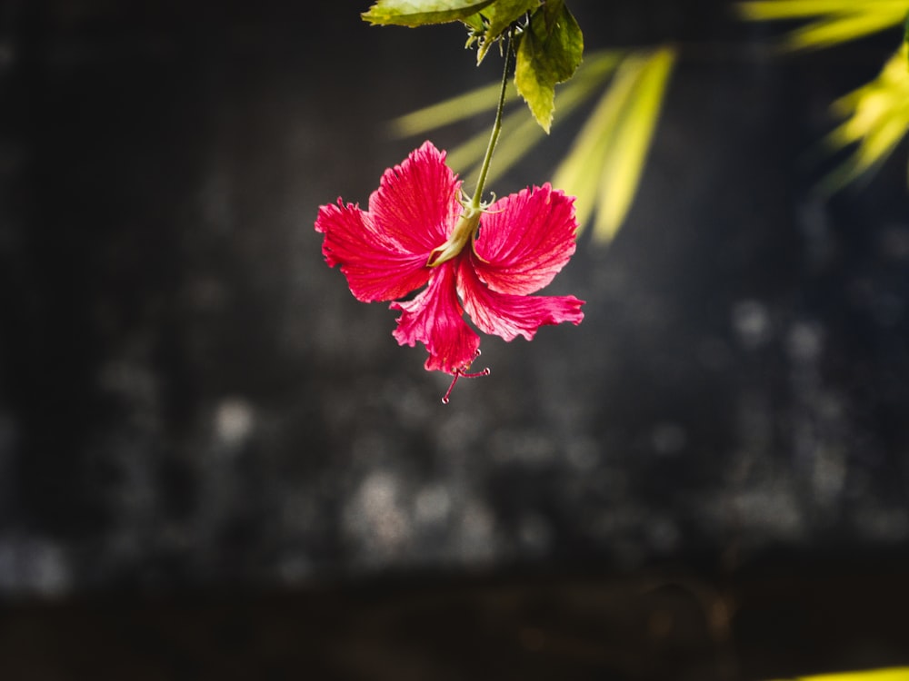 a red flower is hanging from a branch