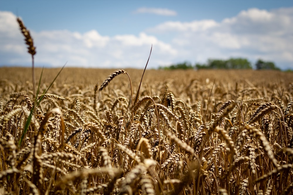 a field of wheat with a blue sky in the background