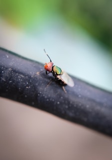 A close-up image of a fly perched on a dark surface. The fly has distinct red compound eyes and a metallic green body. Its wings are partially visible and transparent. The background is softly blurred with shades of green and blue.